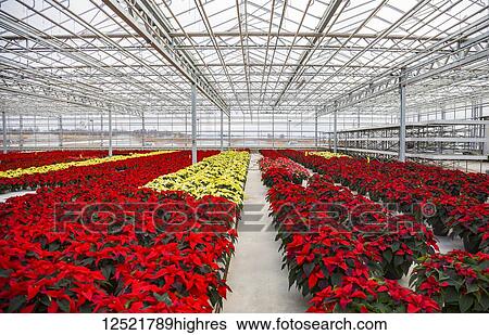 Rows of multi-coloured poinsettias that were grown in a greenhouse operation nearing the Christmas season; St. Albert, Alberta, Canada View Large Photo Image Stock Photograph - Rows of multi-coloured poinsettias that were grown in a greenhouse operation nearing the Christmas season; St. Albert, Alberta, Canada. Fotosearch