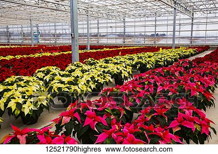 Stock Photograph - Rows of multi-coloured poinsettias that were grown in a greenhouse operation nearing the Christmas season; St. Albert, Alberta, Canada. Fotosearch