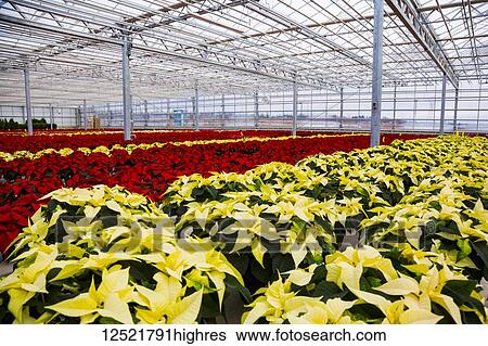Rows of multi-coloured poinsettias that were grown in a greenhouse operation nearing the Christmas season; St. Albert, Alberta, Canada View Large Photo Image Stock Photograph - Rows of multi-coloured poinsettias that were grown in a greenhouse operation nearing the Christmas season; St. Albert, Alberta, Canada. Fotosearch