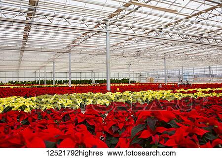 Rows of multi-coloured poinsettias that were grown in a greenhouse operation nearing the Christmas season; St. Albert, Alberta, Canada View Large Photo Image Stock Photograph - Rows of multi-coloured poinsettias that were grown in a greenhouse operation nearing the Christmas season; St. Albert, Alberta, Canada. Fotosearch