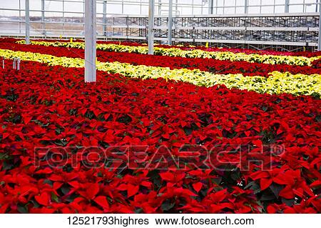 Rows of multi-coloured poinsettias that were grown in a greenhouse operation nearing the Christmas season; St. Albert, Alberta, Canada View Large Photo Image Stock Photograph - Rows of multi-coloured poinsettias that were grown in a greenhouse operation nearing the Christmas season; St. Albert, Alberta, Canada. Fotosearch
