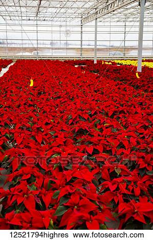 Stock Photograph - Rows of multi-coloured poinsettias that were grown in a greenhouse operation nearing the Christmas season; St. Albert, Alberta, Canada. Fotosearch