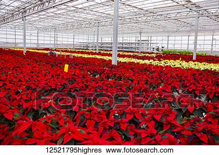 Rows of multi-coloured poinsettias that were grown in a greenhouse operation nearing the Christmas season; St. Albert, Alberta, Canada View Large Photo Image Stock Photograph - Rows of multi-coloured poinsettias that were grown in a greenhouse operation nearing the Christmas season; St. Albert, Alberta, Canada. Fotosearch