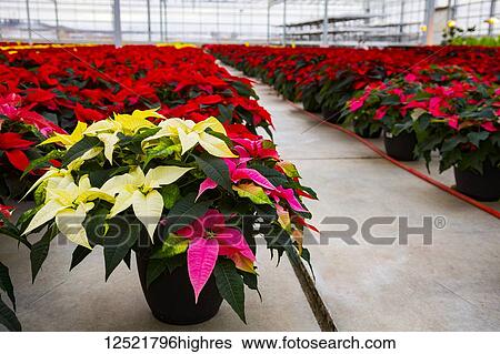 Rows of multi-coloured poinsettias that were grown in a greenhouse operation nearing the Christmas season; St. Albert, Alberta, Canada View Large Photo Image Stock Photograph - Rows of multi-coloured poinsettias that were grown in a greenhouse operation nearing the Christmas season; St. Albert, Alberta, Canada. Fotosearch