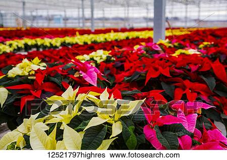 Rows of multi-coloured poinsettias that were grown in a greenhouse operation nearing the Christmas season; St. Albert, Alberta, Canada View Large Photo Image Stock Photograph - Rows of multi-coloured poinsettias that were grown in a greenhouse operation nearing the Christmas season; St. Albert, Alberta, Canada. Fotosearch