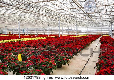 Stock Photograph - Rows of multi-coloured poinsettias that were grown in a greenhouse operation nearing the Christmas season; St. Albert, Alberta, Canada. Fotosearch