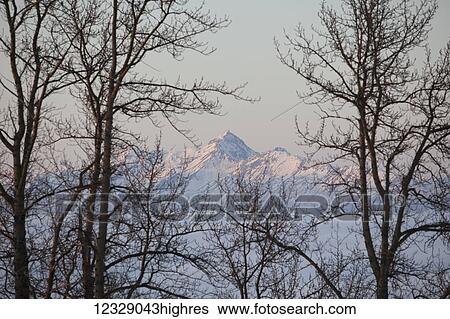 Stock Photograph - Rugged mountain range covered in snow with leafless trees in the foreground at sunrise; Alaska, United States of America. Fotosearch
