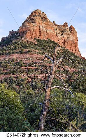 Stock Photograph - Rugged sandstone rock formation with a leafless tree in the foreground; Sedona, Arizona, United States of America. Fotosearch