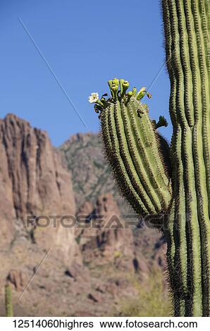 Saguaro Cactus (Carnegiea gigantea) in Lost Dutchman State Park; Arizona, United States of America View Large Photo Image Stock Photograph - Saguaro Cactus (Carnegiea gigantea) in Lost Dutchman State Park; Arizona, United States of America. Fotosearch