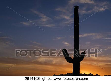 Stock Photograph - Saguaro cactus (Carnegiea gigantea) in Lost Dutchman State Park, near Apache Junction; Arizona, United States of America. Fotosearch