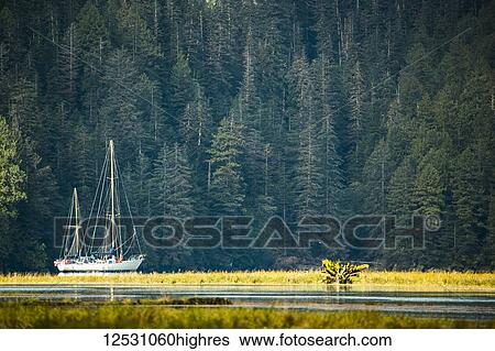 Stock Photograph - Sailboat in an estuary, Great Bear Rainforest; Hartley Bay, British Columbia, Canada. Fotosearch