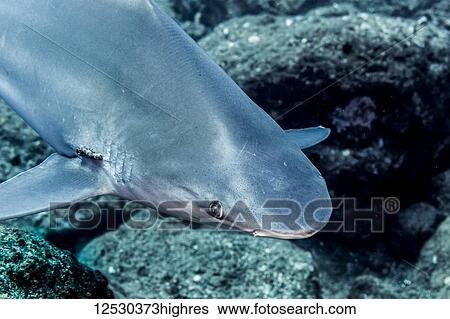 Stock Photograph - Sandbar Shark (Carcharhinus plumbeus) with parasites near its gill slits that was photographed while scuba diving Ni'ihau Island, Hawaii, during the spring; Kauai, Hawaii, United States of America. Fotosearch