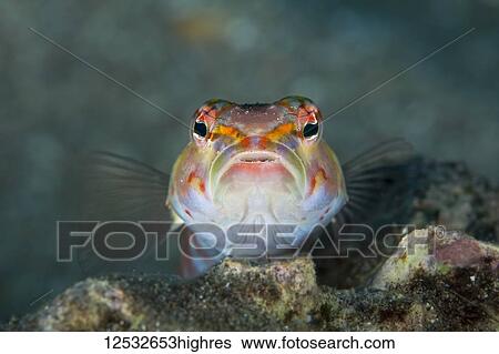 Stock Photograph - Sandperch (Pinguipedidae); Makena, Maui, Hawaii, United States of America. Fotosearch