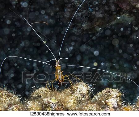Stock Photograph - Scarlet Cleaner Shrimp (Lysmata amboiensis) that was photographed underwater while scuba diving the Kona Coast; Island of Hawaii, Hawaii, United States of America. Fotosearch