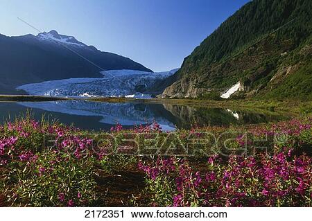 Stock Image - Scenic Of Mendenhall Glacier W/Fireweed Foreground Se Ak Summer. Fotosearch