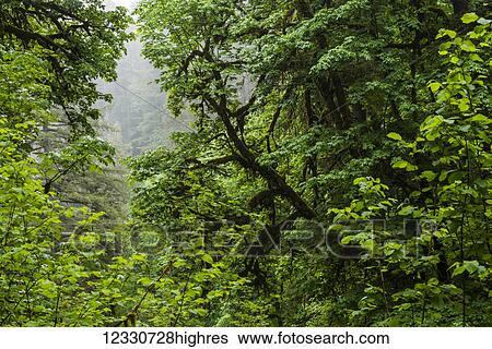 Stock Photograph - Scenic. Fotosearch