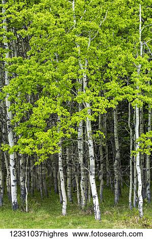 Stock Photograph - Scenic. Fotosearch