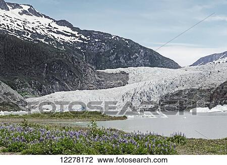 Scenic view of Mendenhall Glacier, Tongass National Forest, Southeast Alaska, summer View Large Photo Image Stock Image - Scenic view of Mendenhall Glacier, Tongass National Forest, Southeast Alaska, summer. Fotosearch