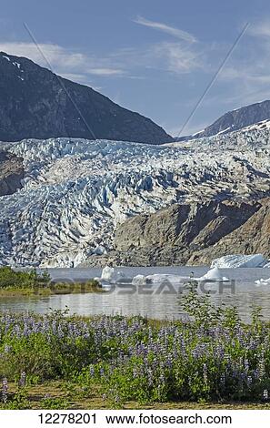 Scenic view of Mendenhall Glacier with Nootka Lupine in the foreground, Tongass National Forest, Southeast Alaska, summer View Large Photo Image Stock Image - Scenic view of Mendenhall Glacier with Nootka Lupine in the foreground, Tongass National Forest, Southeast Alaska, summer. Fotosearch