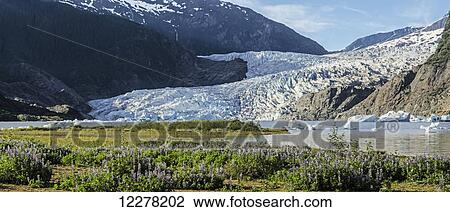 Scenic view of Mendenhall Glacier with Nootka Lupine in the foreground, Tongass National Forest, Southeast Alaska, summer View Large Photo Image Stock Image - Scenic view of Mendenhall Glacier with Nootka Lupine in the foreground, Tongass National Forest, Southeast Alaska, summer. Fotosearch
