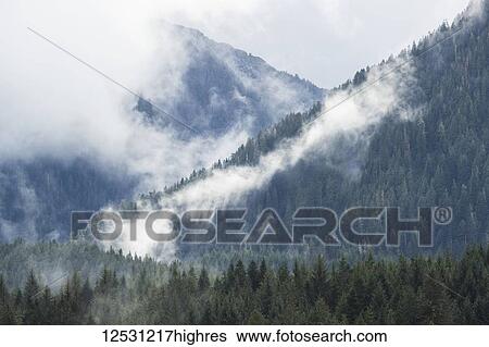 Scenic views of the Great Bear Rainforest with mist and low cloud; Hartley Bay, British Columbia, Canada View Large Photo Image Stock Photograph - Scenic views of the Great Bear Rainforest with mist and low cloud; Hartley Bay, British Columbia, Canada. Fotosearch