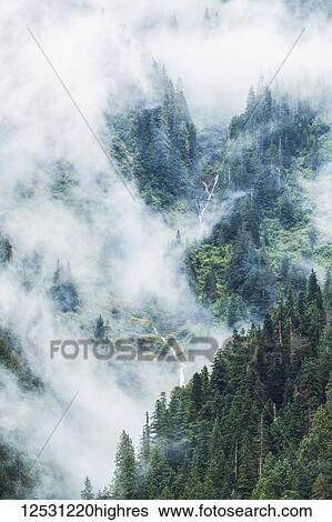 Scenic views of the Great Bear Rainforest with mist and low cloud; Hartley Bay, British Columbia, Canada View Large Photo Image Stock Photograph - Scenic views of the Great Bear Rainforest with mist and low cloud; Hartley Bay, British Columbia, Canada. Fotosearch