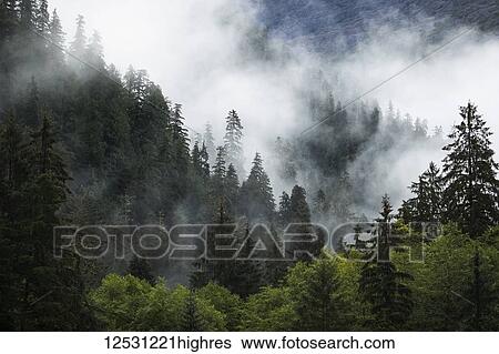 Stock Photograph - Scenic views of the Great Bear Rainforest with mist and low cloud; Hartley Bay, British Columbia, Canada. Fotosearch