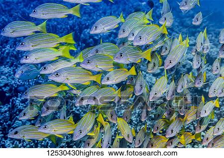 Stock Photograph - School of Bluestripe Snappers (Lutjanus kasmira) that was photographed underwater while scuba diving the Kona Coast; Island of Hawaii, Hawaii, United States of America. Fotosearch
