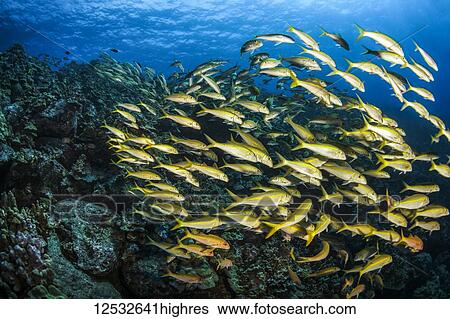 School Of Goatfish; Island of Hawaii, Hawaii, United States of America View Large Photo Image Stock Photograph - School Of Goatfish; Island of Hawaii, Hawaii, United States of America. Fotosearch