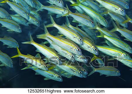 Stock Photograph - School of Yellowfin Goatfish (Mulloidichthys vanicolensis); Island of Hawaii, Hawaii, United States of America. Fotosearch