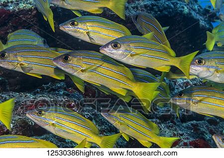 Schooling Bluestripe Snapper (Lutjanus kasmira) off Kauai, Hawaii, during the spring; Kauai, Hawaii, United States of America View Large Photo Image Stock Photograph - Schooling Bluestripe Snapper (Lutjanus kasmira) off Kauai, Hawaii, during the spring; Kauai, Hawaii, United States of America. Fotosearch