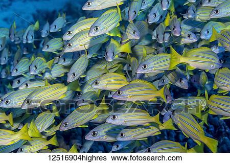 Stock Photograph - Schooling Bluestripe Snappers (Lutjanus kasmira), a species deliberately introduced into Hawaian waters and now considered invasive, off the Kona coast; Island of Hawaii, Hawaii, United States of America. Fotosearch