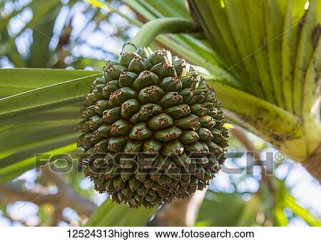 Stock Photograph - Screw pine (Pandanus) growing in the Caribbean; Guadaloupe. Fotosearch