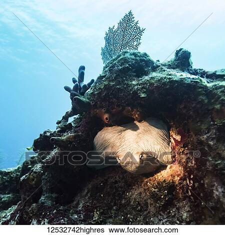 Stock Photograph - Sea life hiding inside a coral formation in the Belize Barrier Reef; Belize. Fotosearch