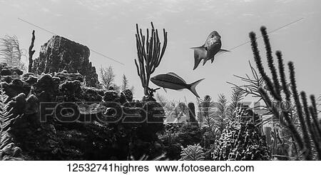 Sea life in the Belize Barrier Reef viewed while scuba diving at the Secret Spot dive site, Turneffe Atoll; Belize View Large Photo Image Stock Photograph - Sea life in the Belize Barrier Reef viewed while scuba diving at the Secret Spot dive site, Turneffe Atoll; Belize. Fotosearch