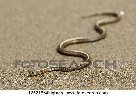 Stock Photograph - Sea snake (Hydrophiinae) on the sand, Coos Bay; Charleston, Oregon, United States of America. Fotosearch