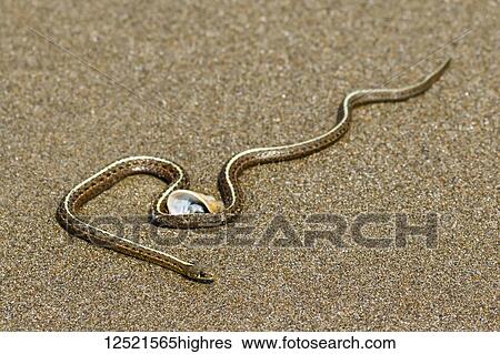 Sea snake (Hydrophiinae) on the sand with a seashell, Coos Bay; Charleston, Oregon, United States of America View Large Photo Image Stock Photograph - Sea snake (Hydrophiinae) on the sand with a seashell, Coos Bay; Charleston, Oregon, United States of America. Fotosearch