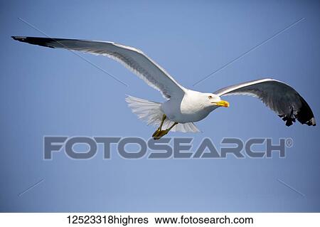 Stock Photograph - Seagull flying in a blue sky; United States of America. Fotosearch