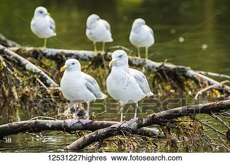 Seagulls sitting on a branch in the water, Great Bear Rainforest; Hartley Bay, British Columbia, Canada View Large Photo Image Stock Photograph - Seagulls sitting on a branch in the water, Great Bear Rainforest; Hartley Bay, British Columbia, Canada. Fotosearch