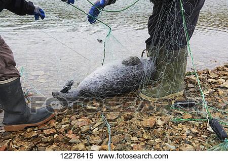 Stock Photography - Seal caught in fishing net; Cambridge Bay, Nunavut, Canada. Fotosearch