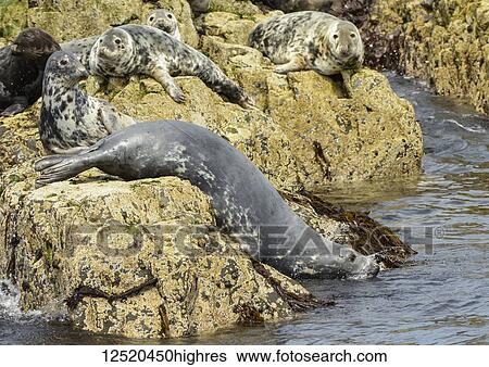 Seals resting on rocks at the water's edge; Farne Islands, Northumberland, England View Large Photo Image Stock Photograph - Seals resting on rocks at the water's edge; Farne Islands, Northumberland, England. Fotosearch
