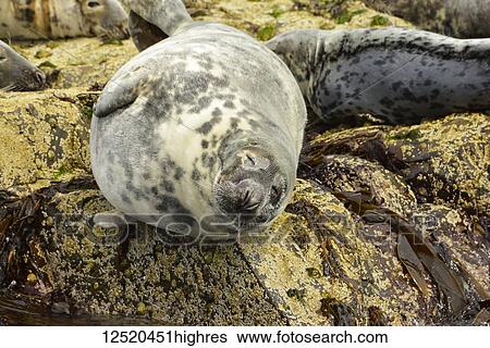 Stock Photograph - Seals resting on rocks at the water's edge; Farne Islands, Northumberland, England. Fotosearch