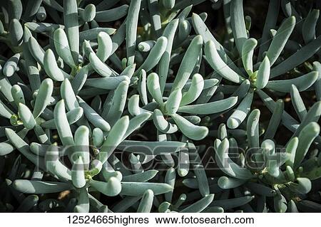 Stock Photograph - Sedum hispanicum in an outdoor garden; Los Angeles, California, United States of Amercia. Fotosearch