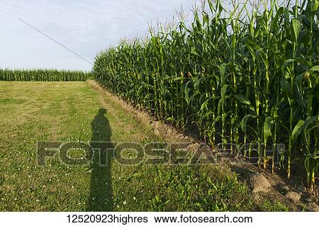 Stock Photograph - Shadow of a farmer checking his growing corn crop, near Loretto; Minnesota, United States of America. Fotosearch