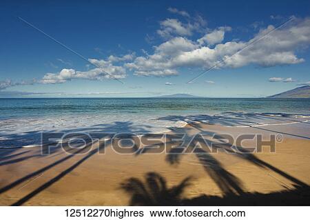 Stock Photograph - Shadows of palm trees on a beach on a sunny day; Maui, Hawaii, United States of America. Fotosearch