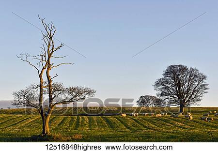 Stock Photograph - Sheep grazing in a field at sunset with a clear blue sky, near Shilbottle; Northumberland, England. Fotosearch
