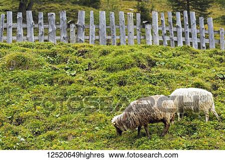 Sheep grazing in a mountain pasture with a wooden fence; San Candido, Bolzano, Italy View Large Photo Image Stock Photograph - Sheep grazing in a mountain pasture with a wooden fence; San Candido, Bolzano, Italy. Fotosearch