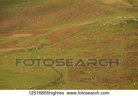 Stock Photograph - Sheep grazing on Cheviot Hills, Northumberland National Park; Northumberland, England. Fotosearch