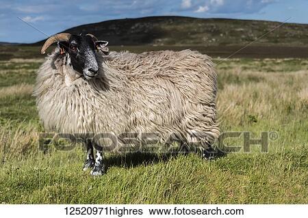 Sheep with full coat standing in a field; Northumberland, England View Large Photo Image Stock Photograph - Sheep with full coat standing in a field; Northumberland, England. Fotosearch