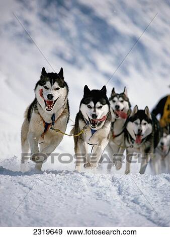 Siberian Husky Sled Dog Team Turning Corner In Race View Large Photo Image Stock Photo - Siberian Husky Sled Dog Team Turning Corner In Race. Fotosearch